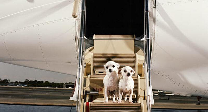 Puis-je Emmener Des Animaux De Compagnie à Bord D’un Jet Privé à Nice Côte D’Azur